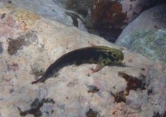 Ophioblennius atlanticus