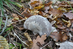 Hohenbuehelia geogenia