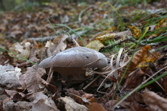 Hohenbuehelia geogenia