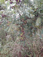 Dalbergia miscolobium