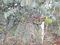 Dalbergia miscolobium