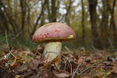 Butyriboletus pseudoregius