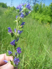 Echium vulgare