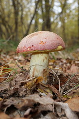 Butyriboletus pseudoregius