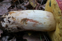 Butyriboletus pseudoregius