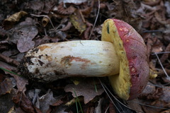 Butyriboletus pseudoregius