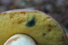Butyriboletus pseudoregius