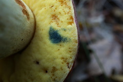 Butyriboletus pseudoregius