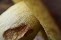 Butyriboletus pseudoregius