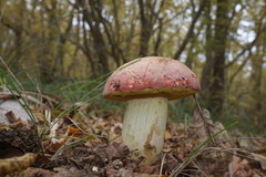 Butyriboletus pseudoregius