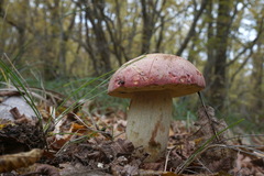 Butyriboletus pseudoregius