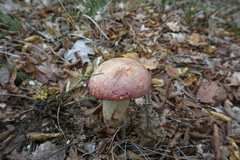 Butyriboletus pseudoregius
