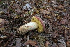Butyriboletus pseudoregius