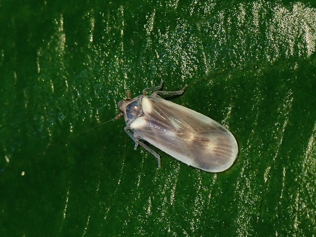 Rhotaloides