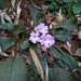 Primula scapigera - Photo (c) Anirban Datta-Roy, some rights reserved (CC BY), uploaded by Anirban Datta-Roy