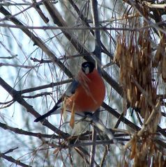 Pyrrhula pyrrhula