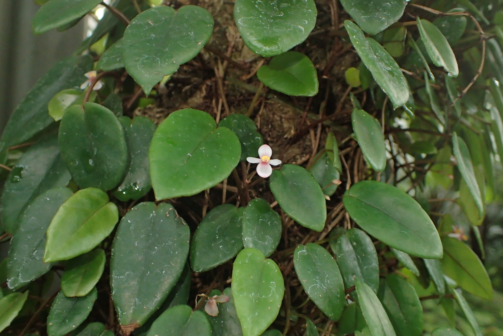 Tetraphila