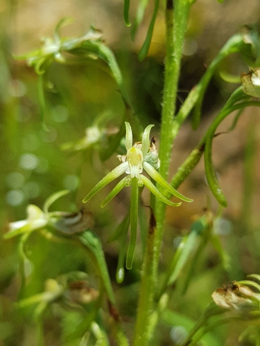 Short Greenpad Ghost Orchid