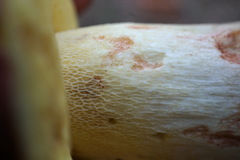 Butyriboletus pseudoregius