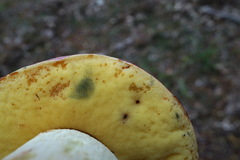 Butyriboletus pseudoregius