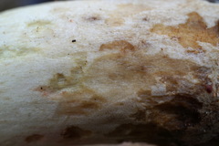 Butyriboletus pseudoregius