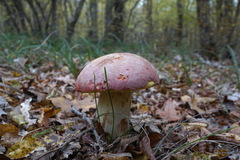 Butyriboletus pseudoregius