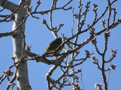 Serinus serinus