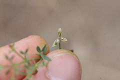 Haplopeodes loprestii