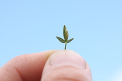 Haplopeodes loprestii