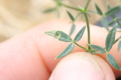 Haplopeodes loprestii