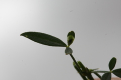 Haplopeodes loprestii