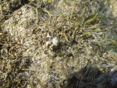 Rapaninae