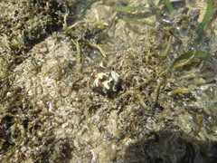Rapaninae