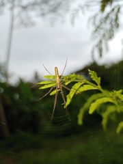 Tetragnatha ceylonica
