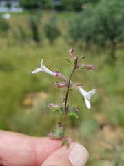 Syncolostemon pretoriae