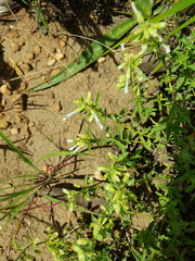 Syncolostemon pretoriae