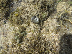 Rapaninae