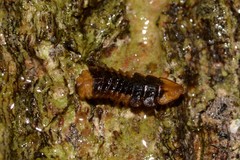 Atyphella scintillans