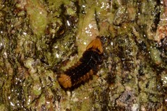 Atyphella scintillans