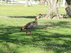 Alopochen aegyptiaca