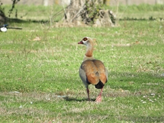 Alopochen aegyptiaca