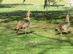 Alopochen aegyptiaca