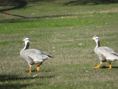 Anser indicus