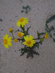 Senecio gallicus