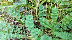 Sanguisorba minor