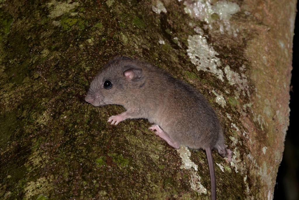 Melomys