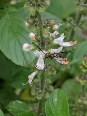 Neocorynura