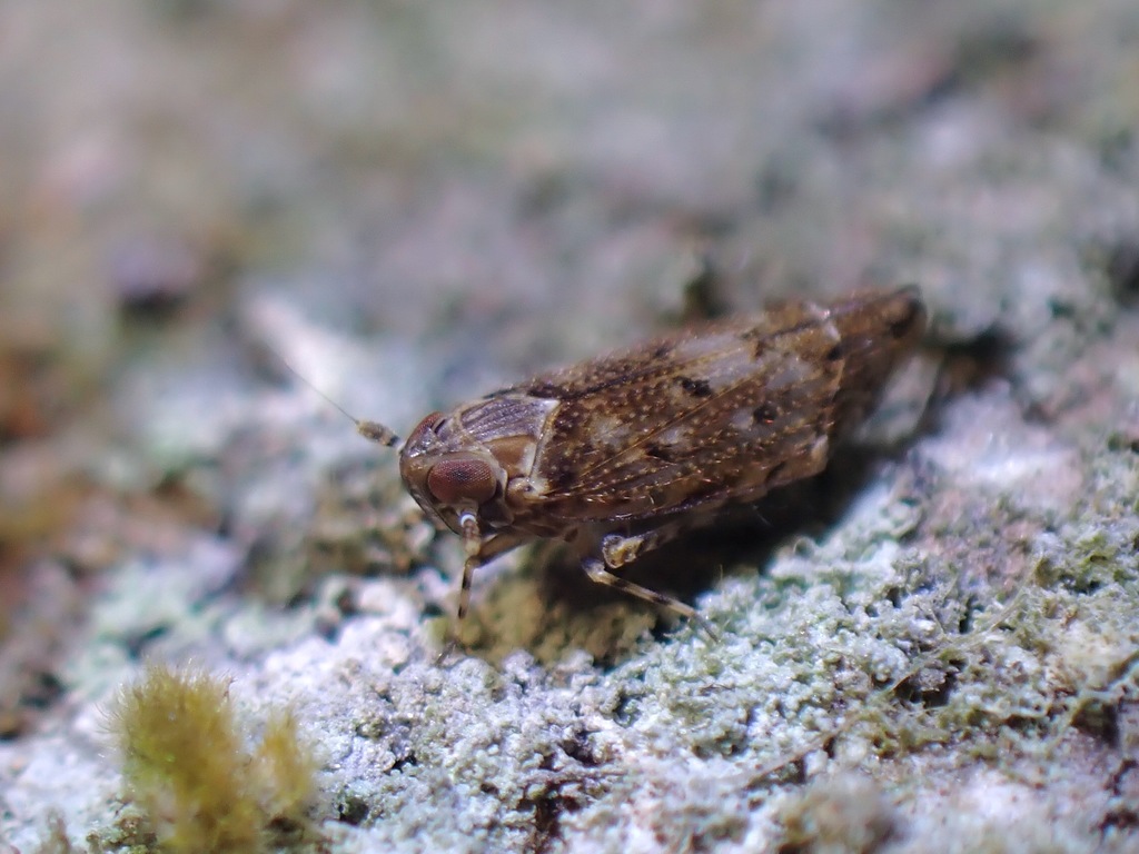 Eodelphacini