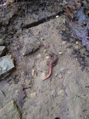 Speleomantes italicus