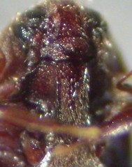 Trixagus carinicollis